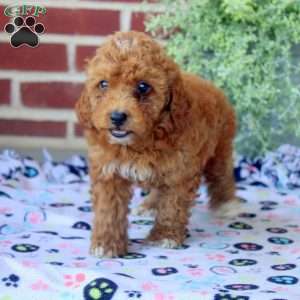 Pansy, Mini Goldendoodle Puppy