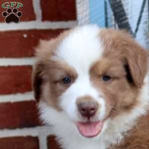 Pansy, Australian Shepherd Puppy