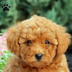 Pansy, Toy Poodle Puppy