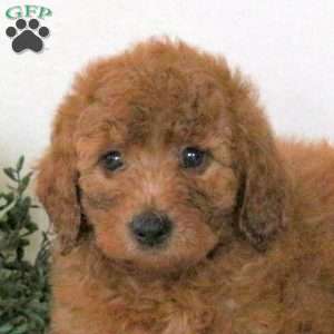 Pansy, Mini Goldendoodle Puppy