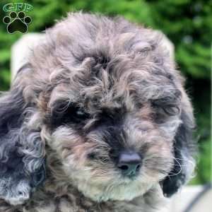 Pansy, Cockapoo Puppy