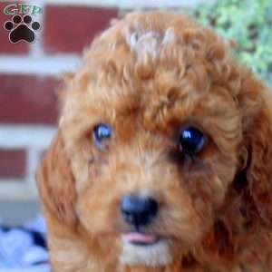 Pansy, Mini Goldendoodle Puppy