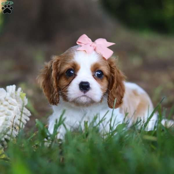 Paris, Cavalier King Charles Spaniel Puppy