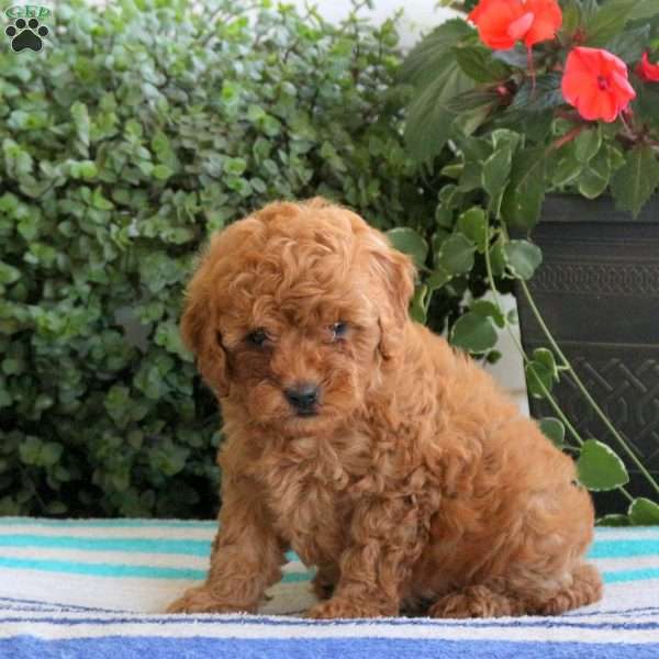 Parker, Miniature Poodle Puppy