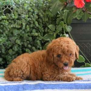 Parker, Miniature Poodle Puppy