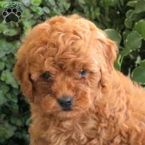 Parker, Miniature Poodle Puppy