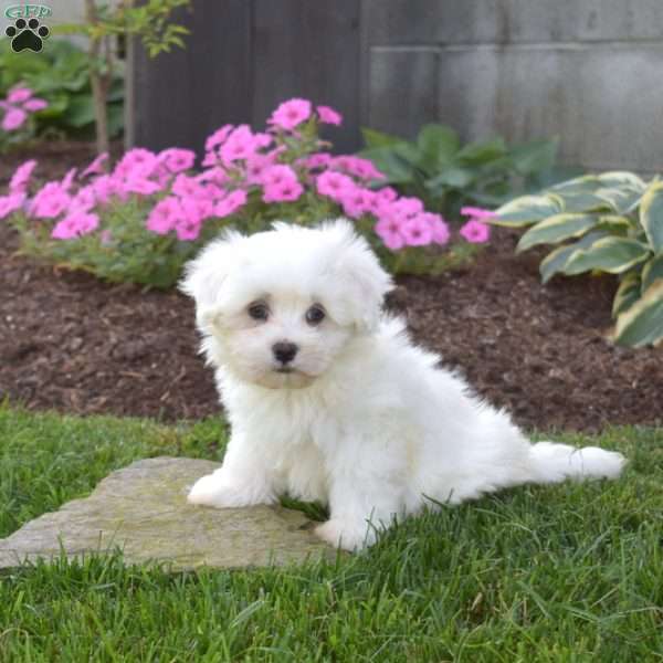 Parker, Maltese Puppy