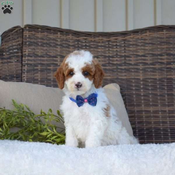 Parker, Mini Goldendoodle Puppy