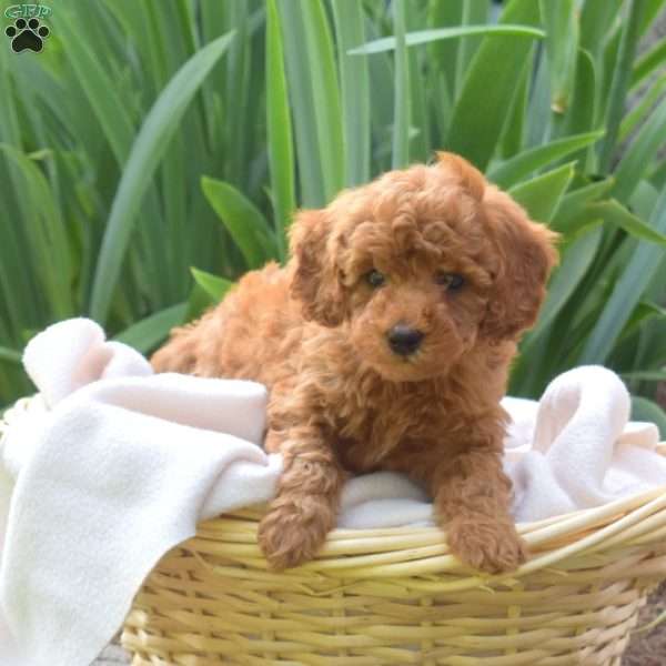 Parker, Miniature Poodle Puppy