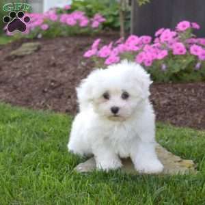 Parker, Maltese Puppy