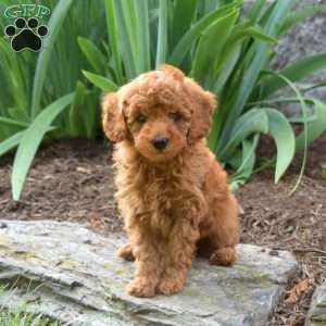 Parker, Miniature Poodle Puppy