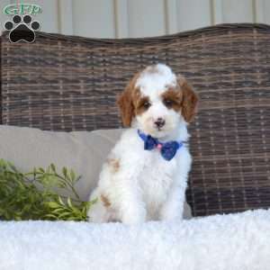 Parker, Mini Goldendoodle Puppy