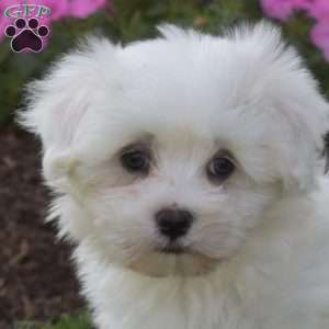 Parker, Maltese Puppy