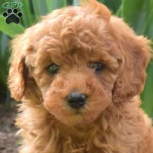 Parker, Miniature Poodle Puppy