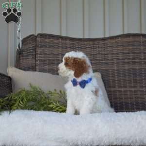 Parker, Mini Goldendoodle Puppy