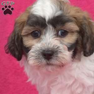 Parker, Teddy Bear Puppy