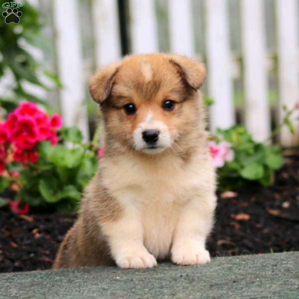 Parker, Pembroke Welsh Corgi Puppy