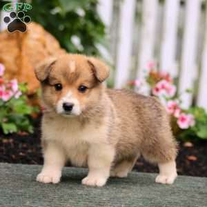 Parker, Pembroke Welsh Corgi Puppy