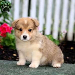 Parker, Pembroke Welsh Corgi Puppy