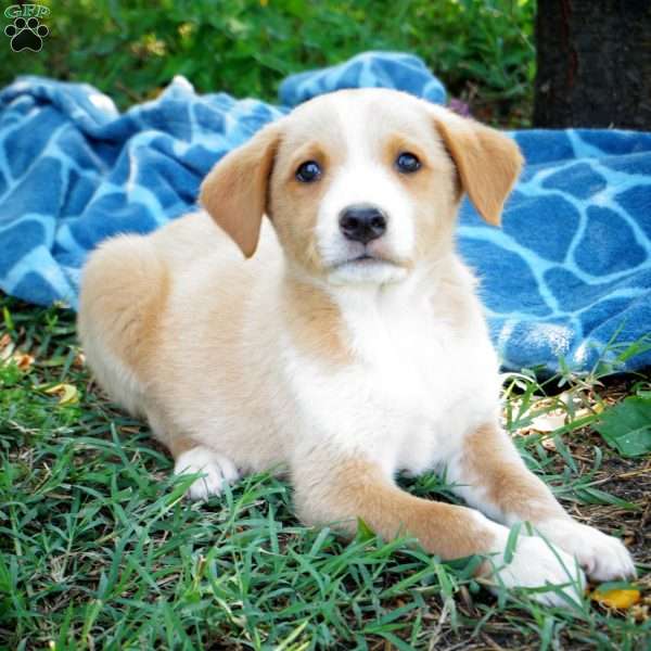 Parker, Australian Shepherd Mix Puppy