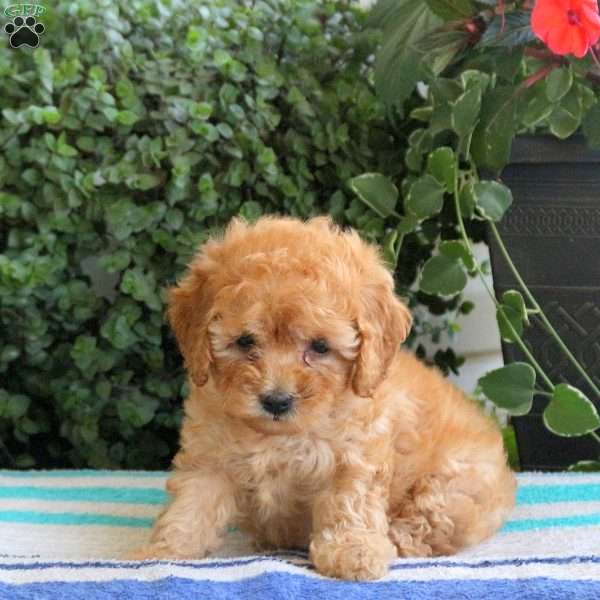 Parsnip, Miniature Poodle Puppy