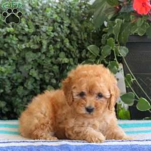 Parsnip, Miniature Poodle Puppy