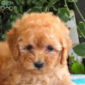 Parsnip, Miniature Poodle Puppy