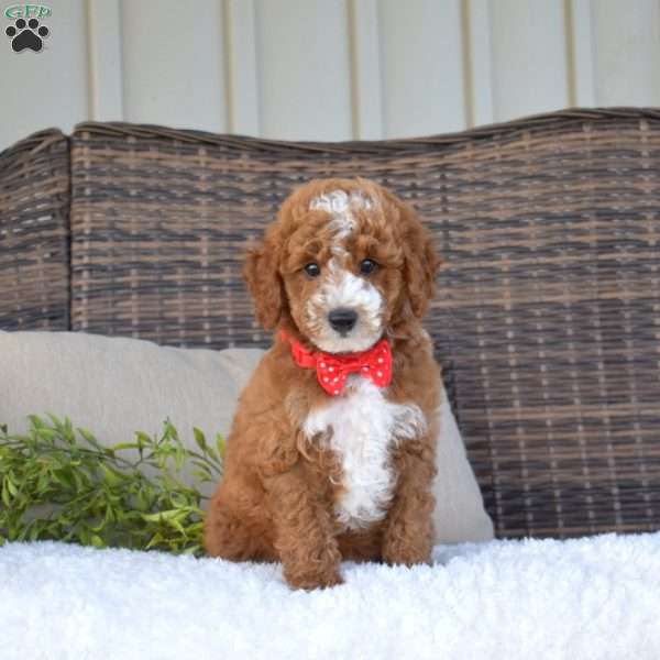 Patch, Mini Goldendoodle Puppy
