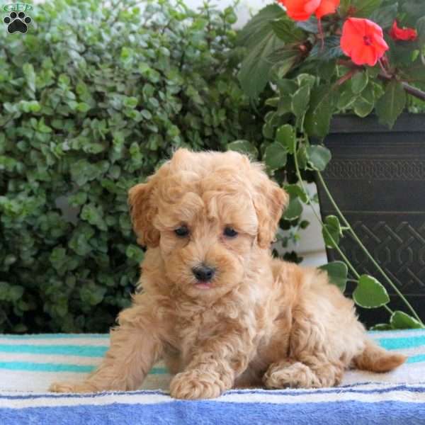 Patch, Miniature Poodle Puppy