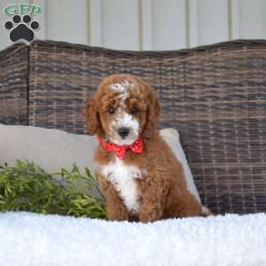 Patch, Mini Goldendoodle Puppy