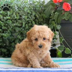 Patch, Miniature Poodle Puppy