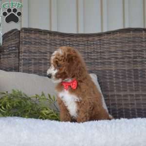 Patch, Mini Goldendoodle Puppy