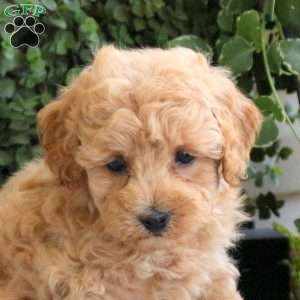 Patch, Miniature Poodle Puppy