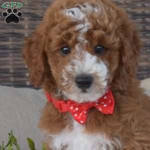 Patch, Mini Goldendoodle Puppy