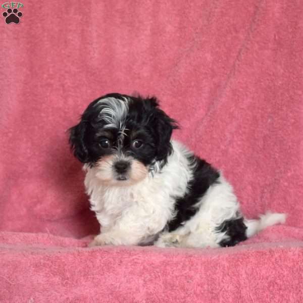 Patches, Teddy Bear Puppy