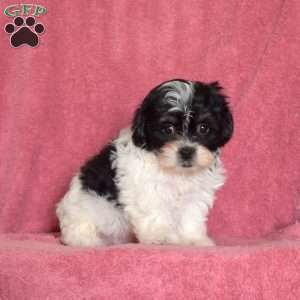 Patches, Teddy Bear Puppy