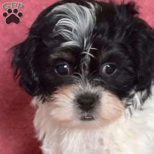 Patches, Teddy Bear Puppy