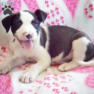 Patches, Border Collie Mix Puppy