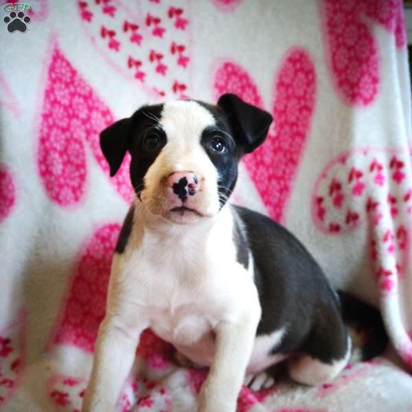 Patches, Border Collie Mix Puppy