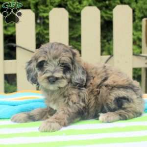 Patience, Cockapoo Puppy