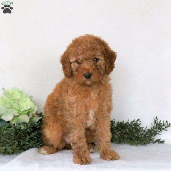 Patience, Mini Goldendoodle Puppy
