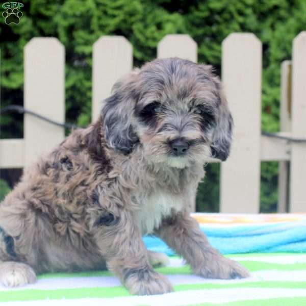 Patience, Cockapoo Puppy