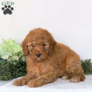 Patience, Mini Goldendoodle Puppy