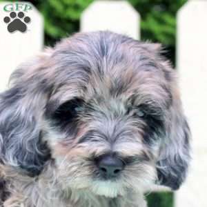 Patience, Cockapoo Puppy