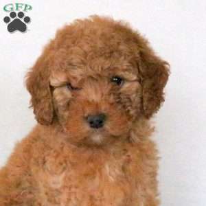 Patience, Mini Goldendoodle Puppy