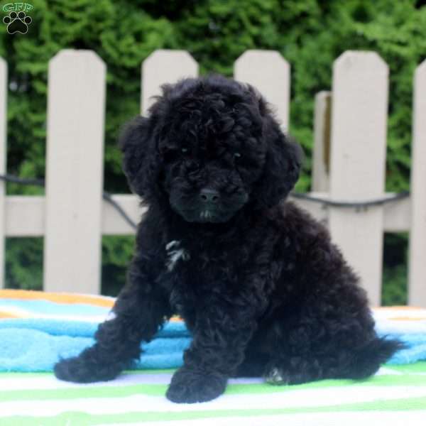 Patrick, Cockapoo Puppy