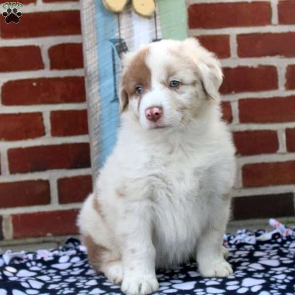 Patrick, Australian Shepherd Puppy
