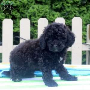 Patrick, Cockapoo Puppy