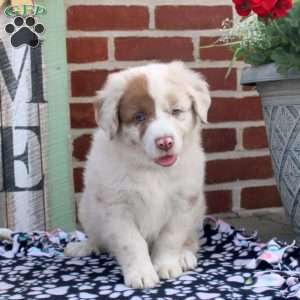 Patrick, Australian Shepherd Puppy