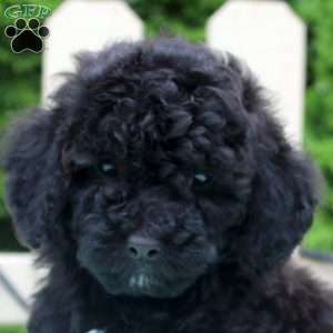 Patrick, Cockapoo Puppy